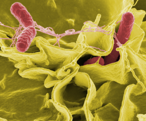 Salmonella Cells Under Microscope